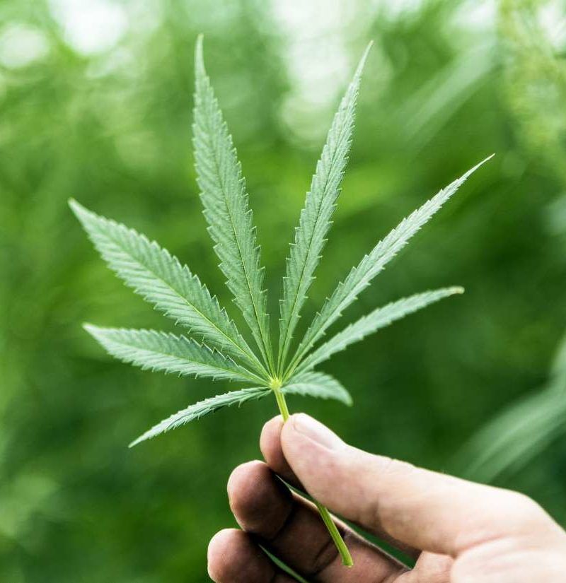 cannabis